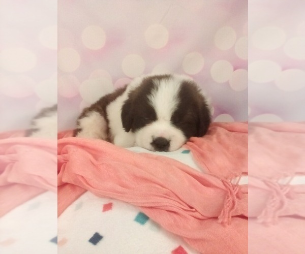 Medium Photo #3 Saint Bernard Puppy For Sale in SUGARCREEK, OH, USA