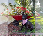 Small #19 American Pit Bull Terrier-Labrador Retriever Mix