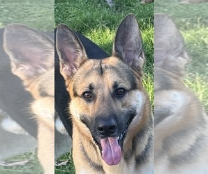 Father of the German Shepherd Dog puppies born on 03/04/2025