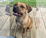 Small #1 Boxer Mix