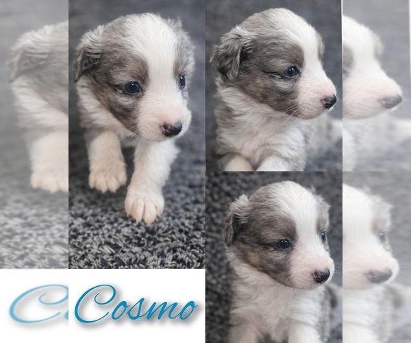 Medium Photo #1 Miniature Australian Shepherd Puppy For Sale in ADAIR VILLAGE, OR, USA