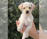 Small Maltese Mix