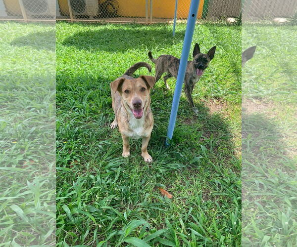 Medium Photo #1 Mutt Puppy For Sale in Virginia Beach, VA, USA