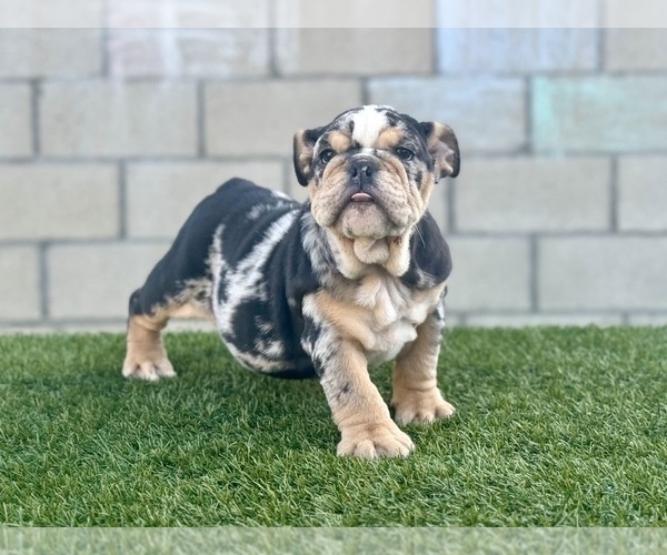 Medium Photo #31 English Bulldog Puppy For Sale in SAINT LOUIS, MO, USA