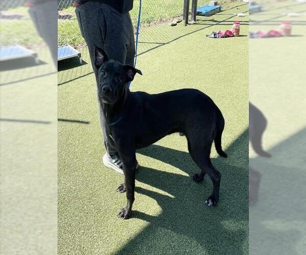 Medium Photo #2 Labrador Retriever-Unknown Mix Puppy For Sale in Pasadena, TX, USA