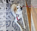 Small #16 Great Pyrenees Mix
