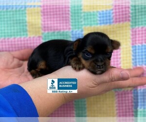 Yorkshire Terrier Puppy for sale in WINNSBORO, LA, USA