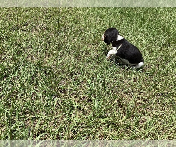 Medium Photo #22 Beagle Puppy For Sale in COLDSPRING, TX, USA
