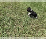 Small Photo #22 Beagle Puppy For Sale in COLDSPRING, TX, USA