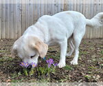 Small #6 Pug Mix
