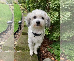 Poodle (Miniature)-Unknown Mix Dogs for adoption in Redmond, WA, USA