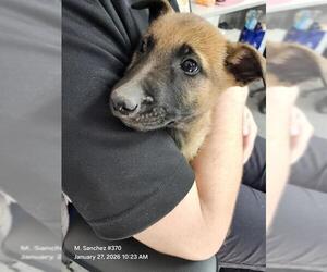 Mutt Dogs for adoption in San Antonio, TX, USA