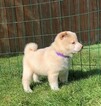 Small Photo #4 Shiba Inu Puppy For Sale in SNOHOMISH, WA, USA