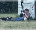 Small #1 Collie