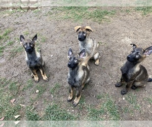 German Shepherd Dog Puppy for sale in RAYMORE, MO, USA