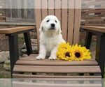 Small Photo #1 English Cream Golden Retriever Puppy For Sale in FRESNO, OH, USA