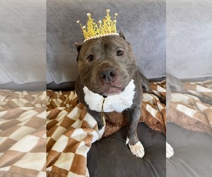 American Pit Bull Terrier Dogs for adoption in Rockaway, NJ, USA