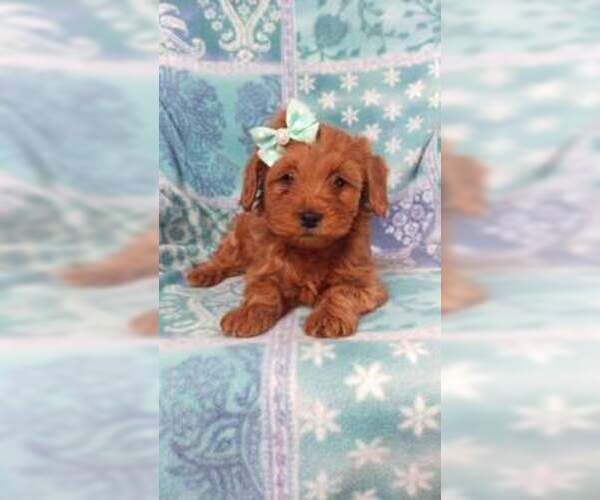 Medium Photo #6 Cavapoo Puppy For Sale in LANCASTER, PA, USA