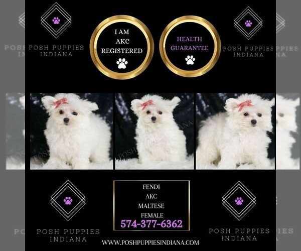 Medium Photo #6 Maltese Puppy For Sale in WARSAW, IN, USA