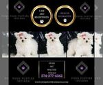 Small #5 Maltese
