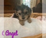 Puppy Angel Cock-A-Poo-Yorkshire Terrier Mix