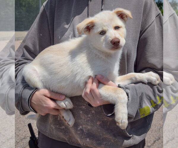 Medium Photo #2 Great Pyrenees-Unknown Mix Puppy For Sale in Huntley, IL, USA