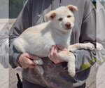 Small #1 Great Pyrenees Mix