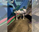 Small #1 Mutt