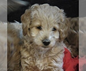 Goldendoodle-Poodle (Miniature) Mix Puppy for sale in LUBLIN, WI, USA