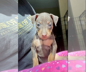 Miniature Pinscher Puppy for sale in INDIANAPOLIS, IN, USA