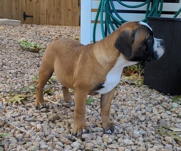 Medium Photo #4 Olde English Bulldogge Puppy For Sale in AUSTIN, TX, USA