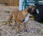 Small #3 Olde English Bulldogge