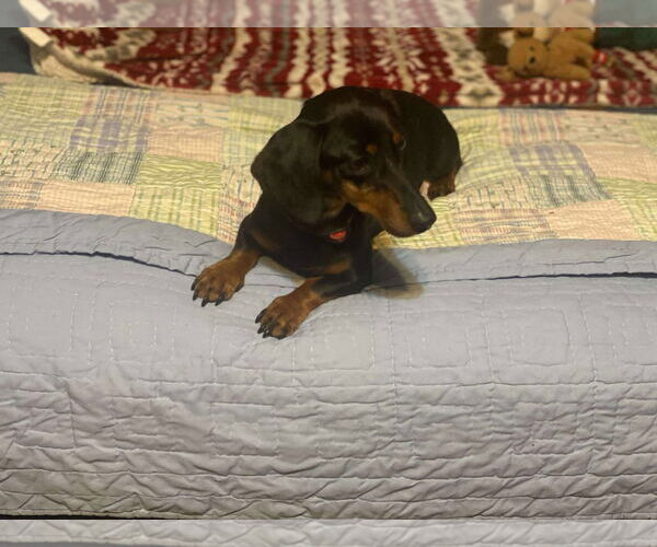 Medium Photo #6 Dachshund Puppy For Sale in Gulfport, MI, USA
