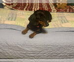 Small #5 Dachshund