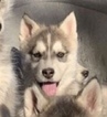 Small Photo #1 Wolf Hybrid Puppy For Sale in CLARKSVILLE, TN, USA