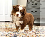 Small Photo #2 Miniature Australian Shepherd Puppy For Sale in BEATTY, OR, USA