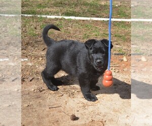 German Shepherd Dog Puppy for sale in POWDER SPRINGS, GA, USA