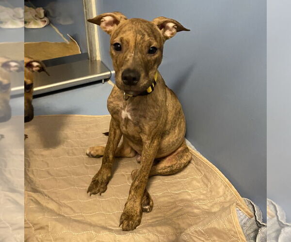 Medium Photo #18 Mutt Puppy For Sale in Philadelphia, PA, USA