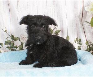 Scottish Terrier Puppy for sale in PENNS CREEK, PA, USA