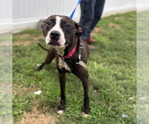 Mutt Dogs for adoption in Boston, MA, USA