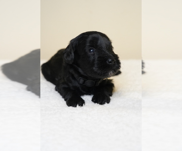 Medium Photo #4 Schnauzer (Miniature) Puppy For Sale in MIAMI, FL, USA