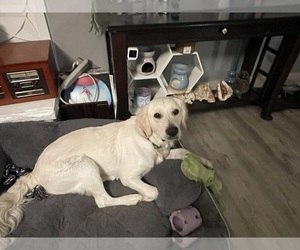 Mother of the Golden Retriever puppies born on 03/22/2026
