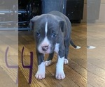 Puppy Puppy 4 American Pit Bull Terrier