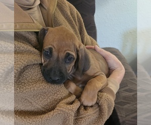 Rhodesian Ridgeback Puppy for sale in ALBA, TX, USA