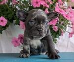 Small #4 French Bulldog