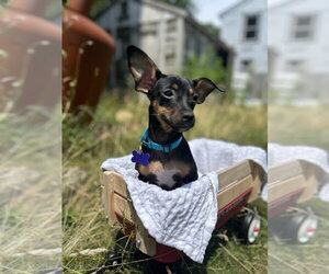 Chihuahua-Unknown Mix Dogs for adoption in Oak Bluffs, MA, USA