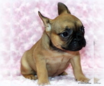Small Photo #6 French Bulldog Puppy For Sale in WINNSBORO, TX, USA