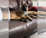 Small #18 Belgian Malinois