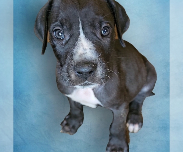 Medium Photo #6 Great Dane Puppy For Sale in HOGANSVILLE, GA, USA