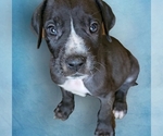 Small #5 Great Dane